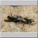 Oxybelus bipunctatus - Fliegenspiesswespe w23 5mm mit Fliege - OS-Wallenhorst-Tongrube-Lehmwiese.jpg